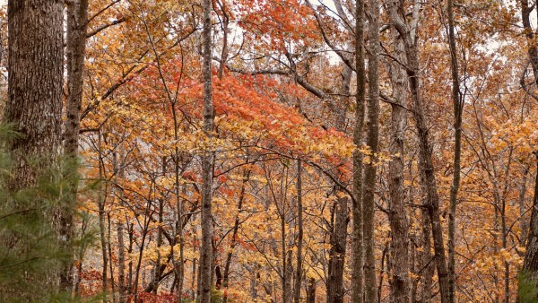 f864ad17ce709302530a698d18989b19_1637785195_102.jpeg