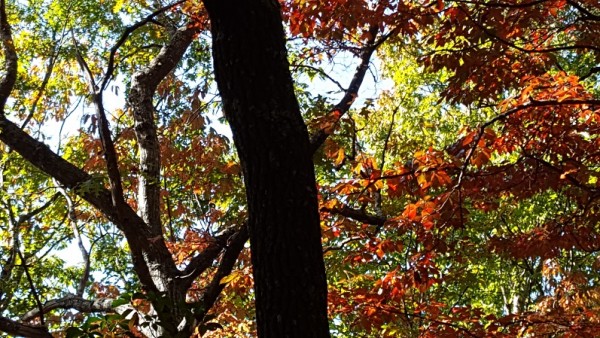 20161023_111742.jpg