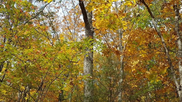 20161106_110655.jpg