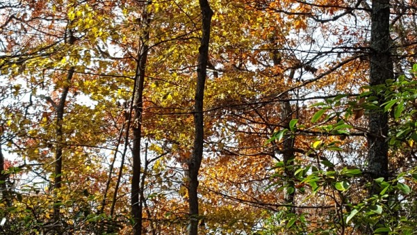 20171105_110405.jpg